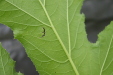 Thumbnail IMG_2969.JPG 