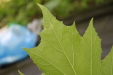 Thumbnail IMG_2970.JPG 