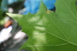 Thumbnail IMG_2971.JPG 