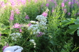 Thumbnail IMG_5096.JPG 