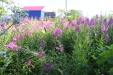 Thumbnail IMG_5098.JPG 