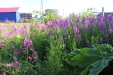 Thumbnail IMG_5099.JPG 