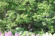 Thumbnail IMG_5103.JPG 