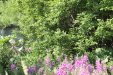 Thumbnail IMG_5104.JPG 