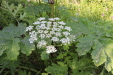 Thumbnail IMG_5108.JPG 