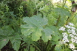 Thumbnail IMG_5109.JPG 