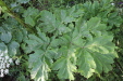 Thumbnail IMG_5110.JPG 