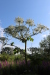 Thumbnail IMG_5111.JPG 