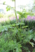 Thumbnail IMG_5112.JPG 