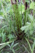 Thumbnail IMG_5115.JPG 