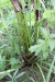 Thumbnail IMG_5116.JPG 