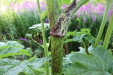 Thumbnail IMG_5117.JPG 