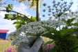 Thumbnail IMG_5118.JPG 
