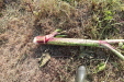 Thumbnail IMG_5124.JPG 