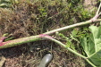 Thumbnail IMG_5125.JPG 