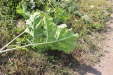 Thumbnail IMG_5126.JPG 