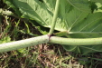 Thumbnail IMG_5127.JPG 