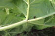 Thumbnail IMG_5128.JPG 