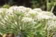 Thumbnail IMG_5129.JPG 