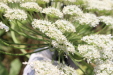 Thumbnail IMG_5130.JPG 