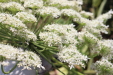 Thumbnail IMG_5131.JPG 