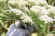 Thumbnail IMG_5132.JPG 