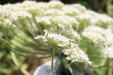 Thumbnail IMG_5133.JPG 