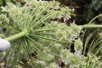 Thumbnail IMG_5135.JPG 