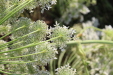 Thumbnail IMG_5136.JPG 