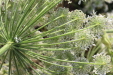 Thumbnail IMG_5137.JPG 