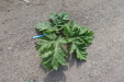 Thumbnail IMG_5138.JPG 