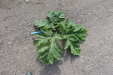 Thumbnail IMG_5139.JPG 