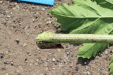 Thumbnail IMG_5141.JPG 