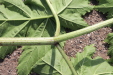 Thumbnail IMG_5142.JPG 