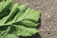 Thumbnail IMG_5143.JPG 