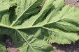 Thumbnail IMG_5144.JPG 