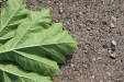 Thumbnail IMG_5145.JPG 