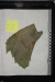 Thumbnail Гербарные_образцы_008.jpg 