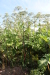 Thumbnail IMG_5151.JPG 