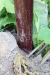 Thumbnail IMG_5154.JPG 