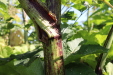 Thumbnail IMG_5155.JPG 