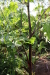 Thumbnail IMG_5160.JPG 