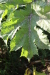 Thumbnail IMG_5162.JPG 