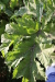 Thumbnail IMG_5163.JPG 