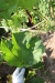 Thumbnail IMG_5164.JPG 