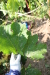 Thumbnail IMG_5165.JPG 