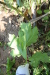 Thumbnail IMG_5166.JPG 