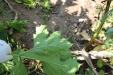 Thumbnail IMG_5167.JPG 