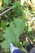 Thumbnail IMG_5168.JPG 