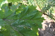 Thumbnail IMG_5169.JPG 